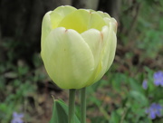 6th Apr 2016 - Solo Tulip