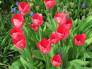 17th Apr 2016 - Red Tulips
