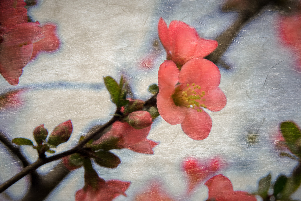 quince in layers by jackies365