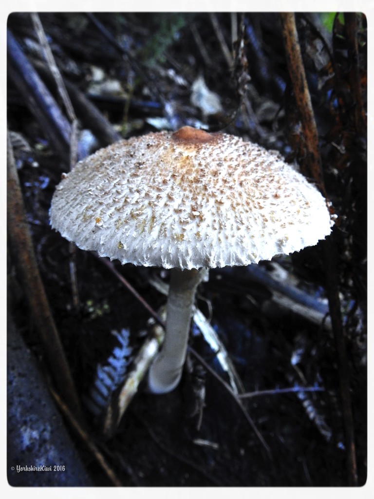 Forest Fungi by yorkshirekiwi
