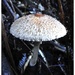 Forest Fungi by yorkshirekiwi