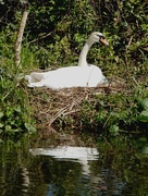20th Apr 2016 - Nesting Swan