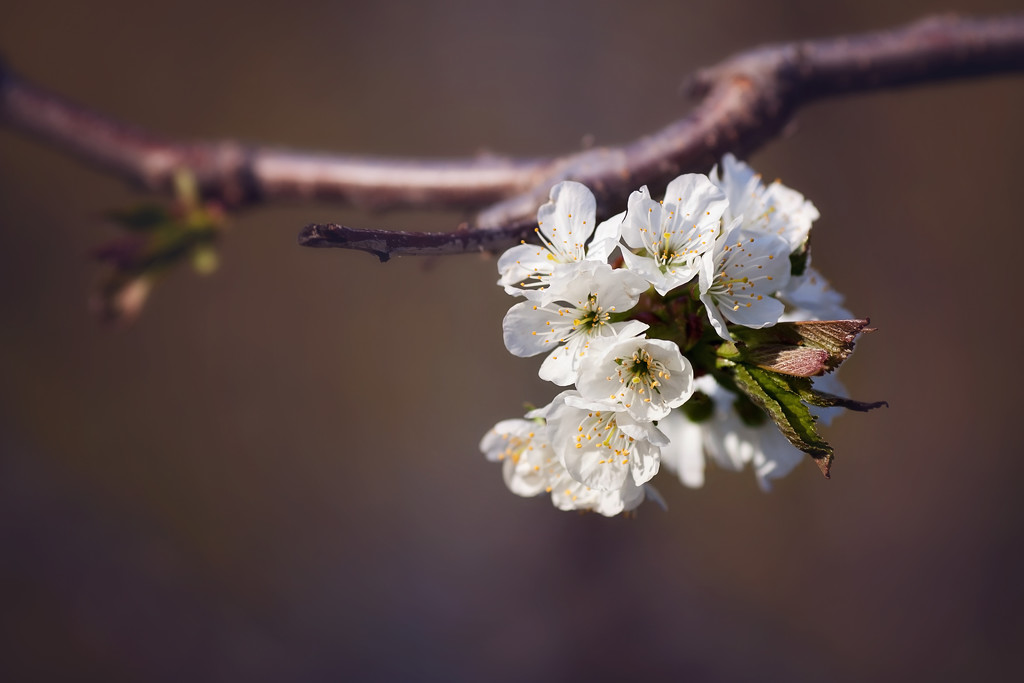 Blossom by kiwichick