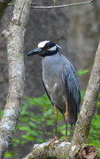 21st Apr 2016 - Yellow-crowned night heron in Beidler Forest at Four Holes Swamp, Dorchester County, South Carolina.