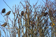 4th Mar 2016 - Sparrows in the treetops