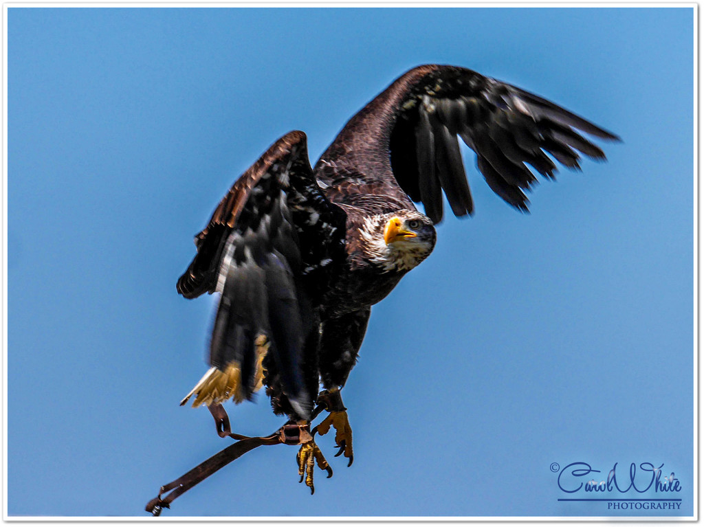 Flight Of The White-Tailed Sea Eagle by carolmw