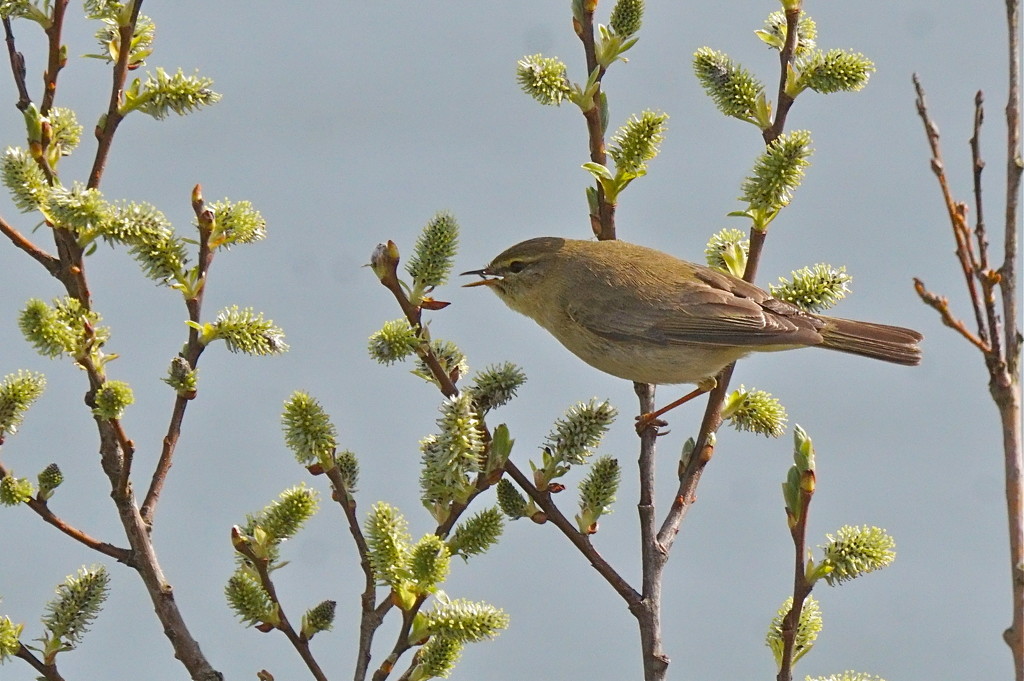WILLOW WARBLER by markp