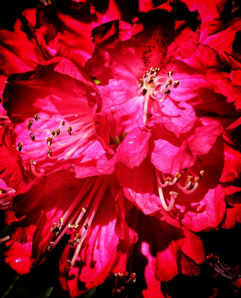 Rhododenrons by swillinbillyflynn
