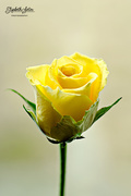 21st Apr 2016 - Yellow Rose