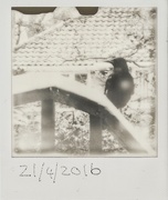 21st Apr 2016 - Jackdaw - Polaroid