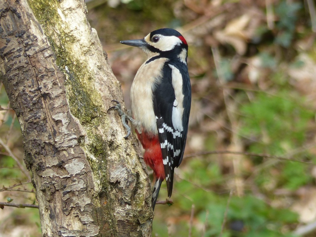 Greater Spotted Woodpecker. (Male) by susiemc