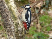 20th Apr 2016 - Greater Spotted Woodpecker. (Male)