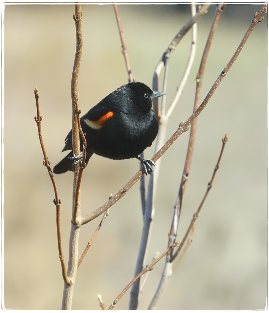 Blackbird 1 by gardencat