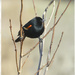 Blackbird 1 by gardencat
