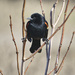 Blackbird 2 by gardencat