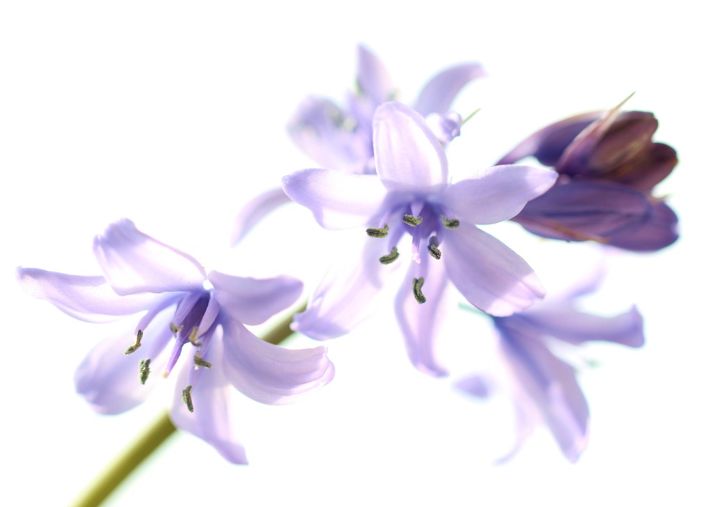 High Key Hyacinth by motherjane