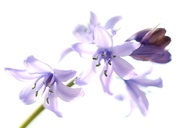 21st Apr 2016 - High Key Hyacinth