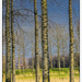  Tree trunks by ivan