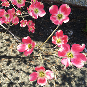 20th Apr 2016 - Pink Dogwoods