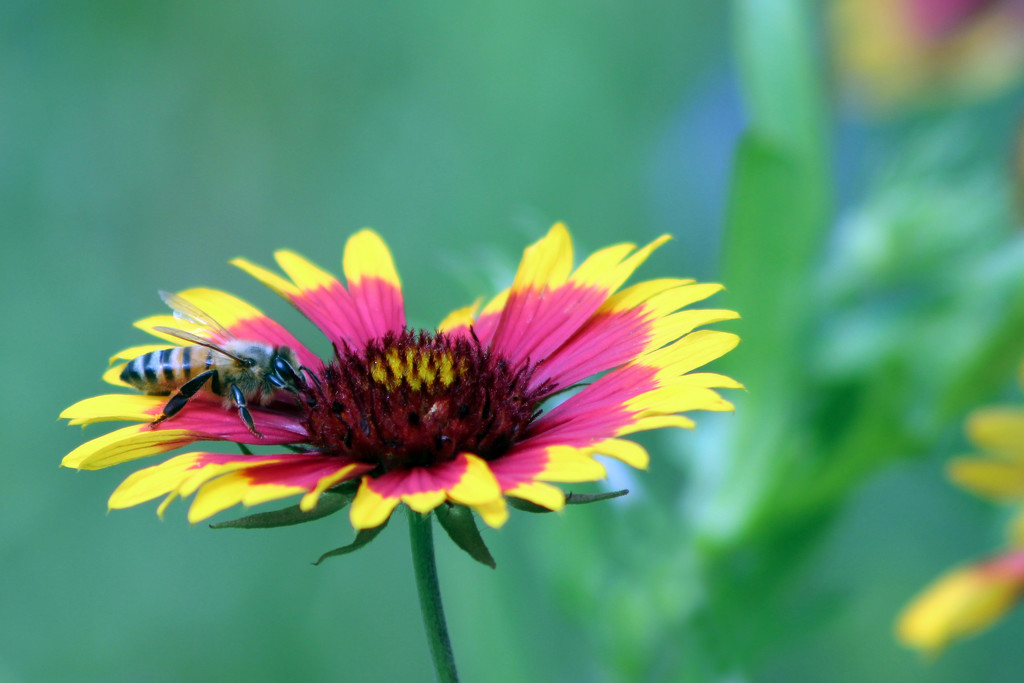 Bee on a Firewheel by gaylewood