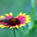 Bee on a Firewheel by gaylewood