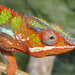Chameleon by philhendry