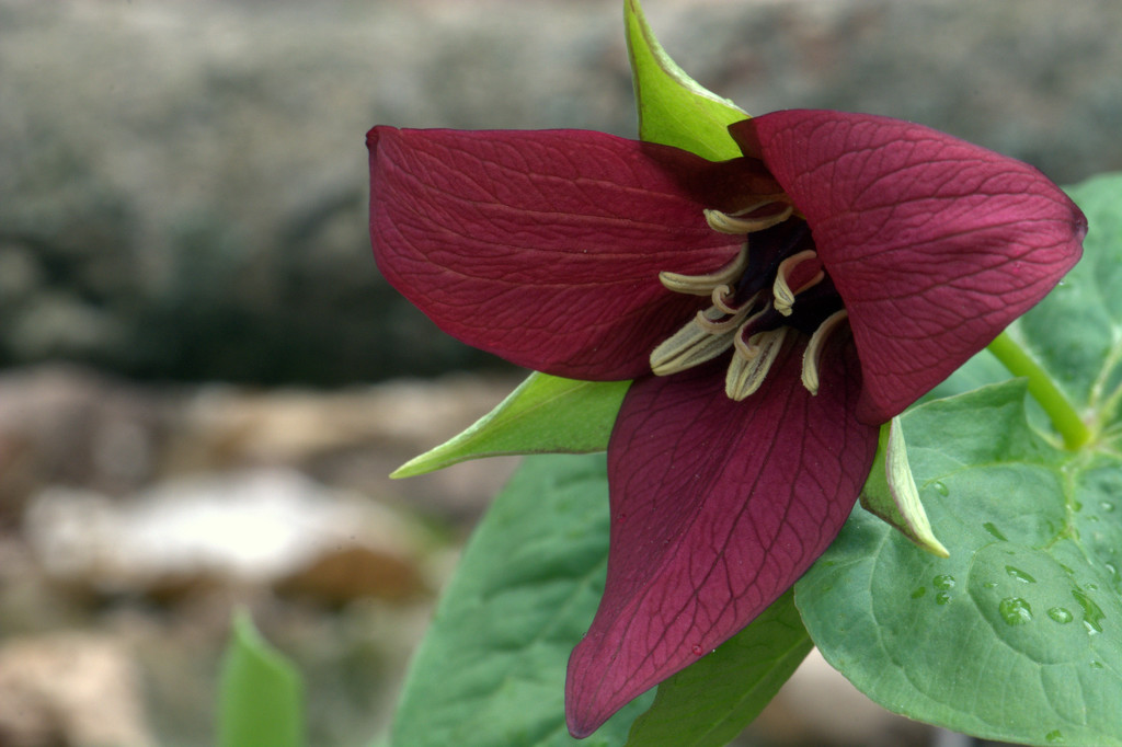 Red Trillium..so royal looking by jayberg