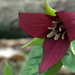 Red Trillium..so royal looking by jayberg