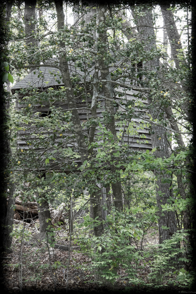 treehouse by randystreat