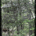 treehouse by randystreat