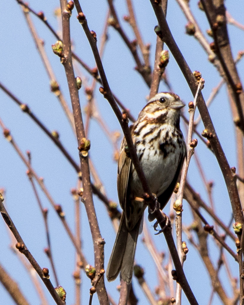 Song Sparrow in budding tree by rminer