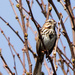 Song Sparrow in budding tree by rminer