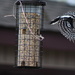 Flying Woodpecker by randy23