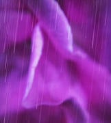 22nd Apr 2016 - Purple Rain