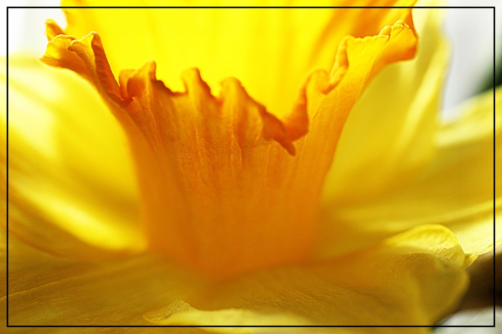 Daffodil Frills by olivetreeann