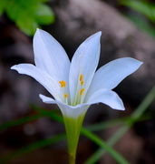 22nd Apr 2016 - Easter lily, also known as Atamasco lily (Zephyranthes atamasco) growing on the forest floor in the upper swamp, Beidler Forest in Four Holes Swamp, Dorchester County, SC