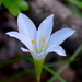 Easter lily, also known as Atamasco lily (Zephyranthes atamasco) growing on the forest floor in the upper swamp, Beidler Forest in Four Holes Swamp, Dorchester County, SC by congaree