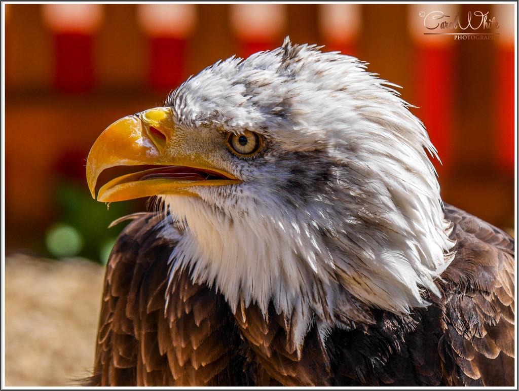 American Bald Eagle by carolmw