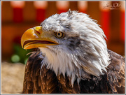 22nd Apr 2016 - American Bald Eagle