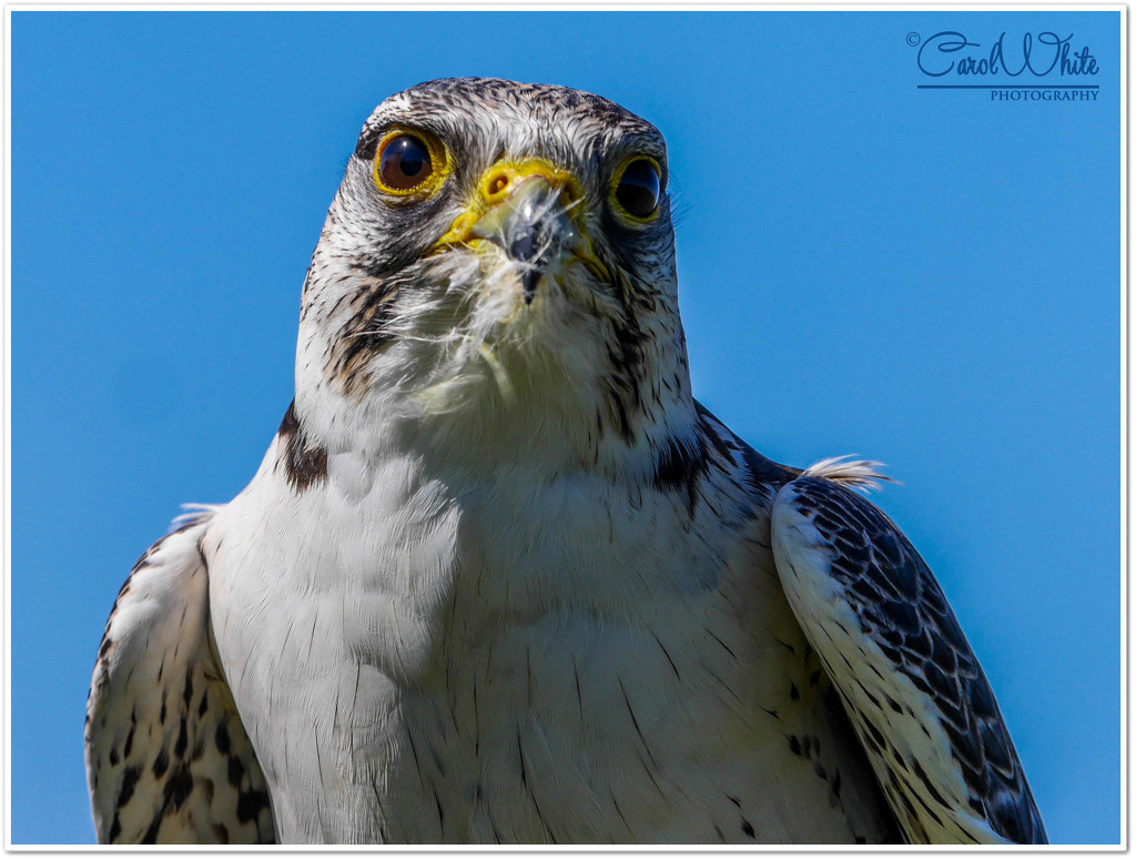 Gyr Lanner Hybrid Falcon by carolmw