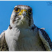 Gyr Lanner Hybrid Falcon by carolmw