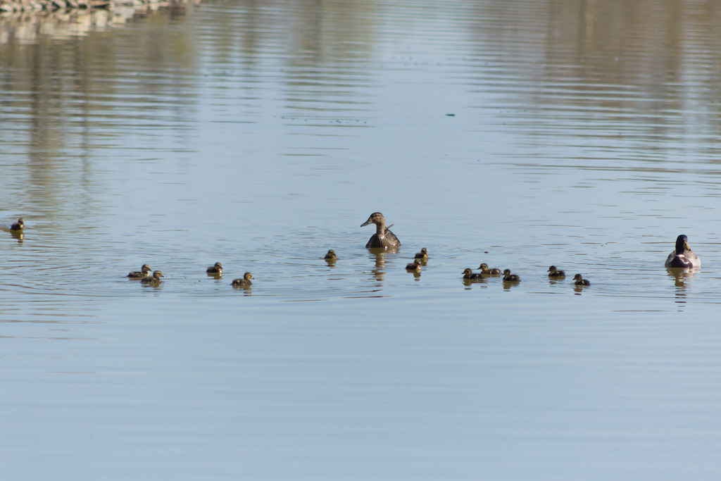 Ducking the Family by swchappell