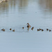 Ducking the Family by swchappell