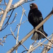 Brown-headed Cowbird by sunnygreenwood