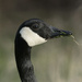 Goose and Grass by gardencat