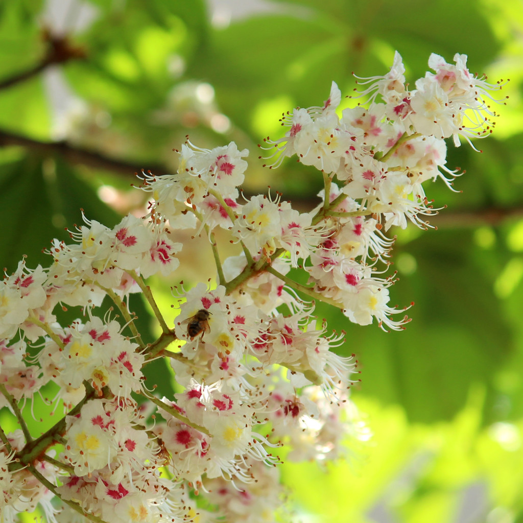 Chesnut blossom by cherrymartina
