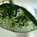 Rose leaf with drops by elisasaeter
