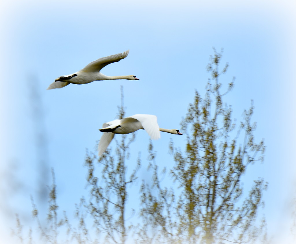 Swan duo by rosiekind