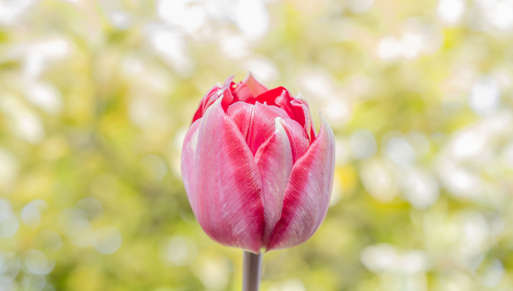 Tulip From The Garden. by tonygig