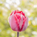 Tulip From The Garden. by tonygig